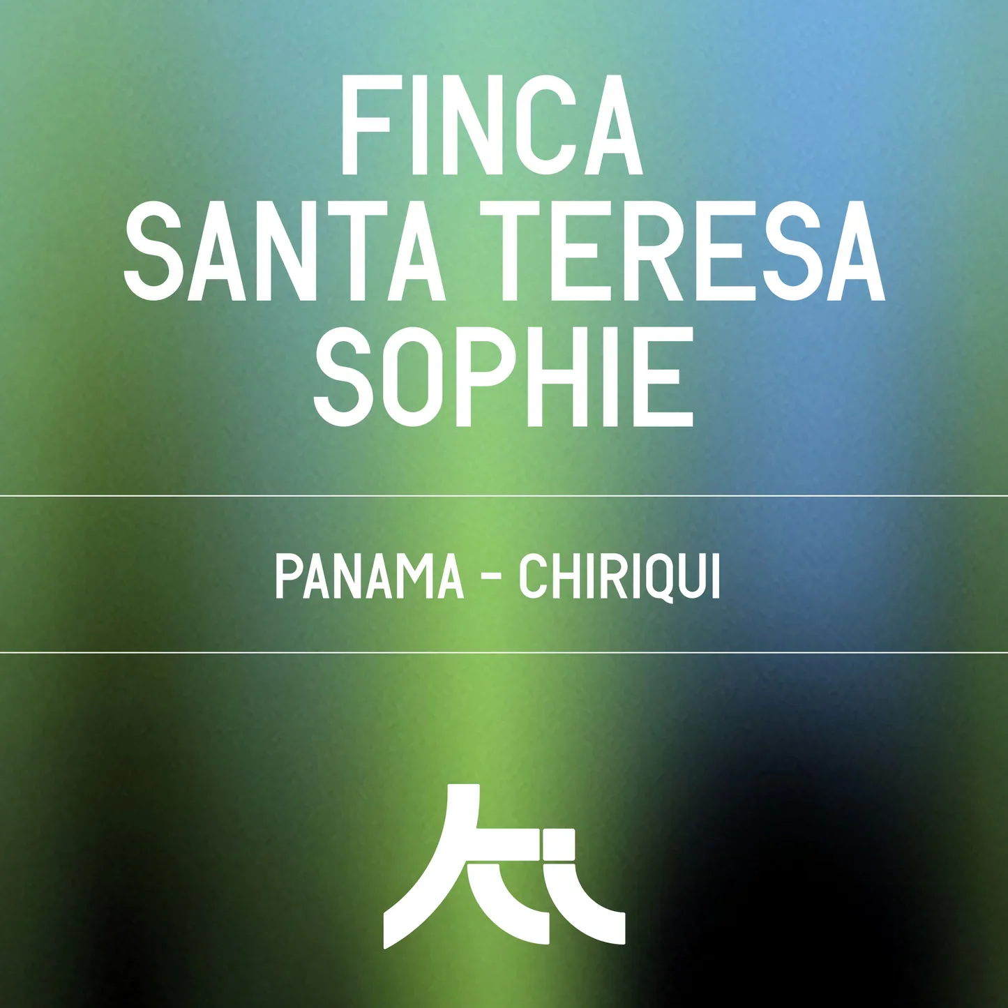 Datura | Finca Santa Teresa Sophie Gesha Washed
