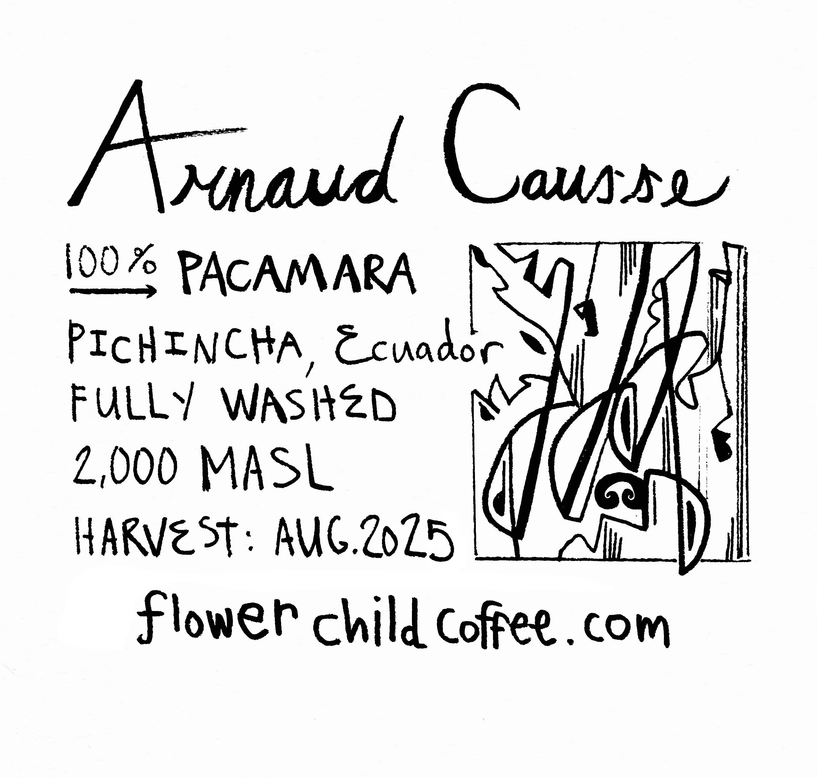 Flower Child Coffee - Arnaud Causse Pacamara