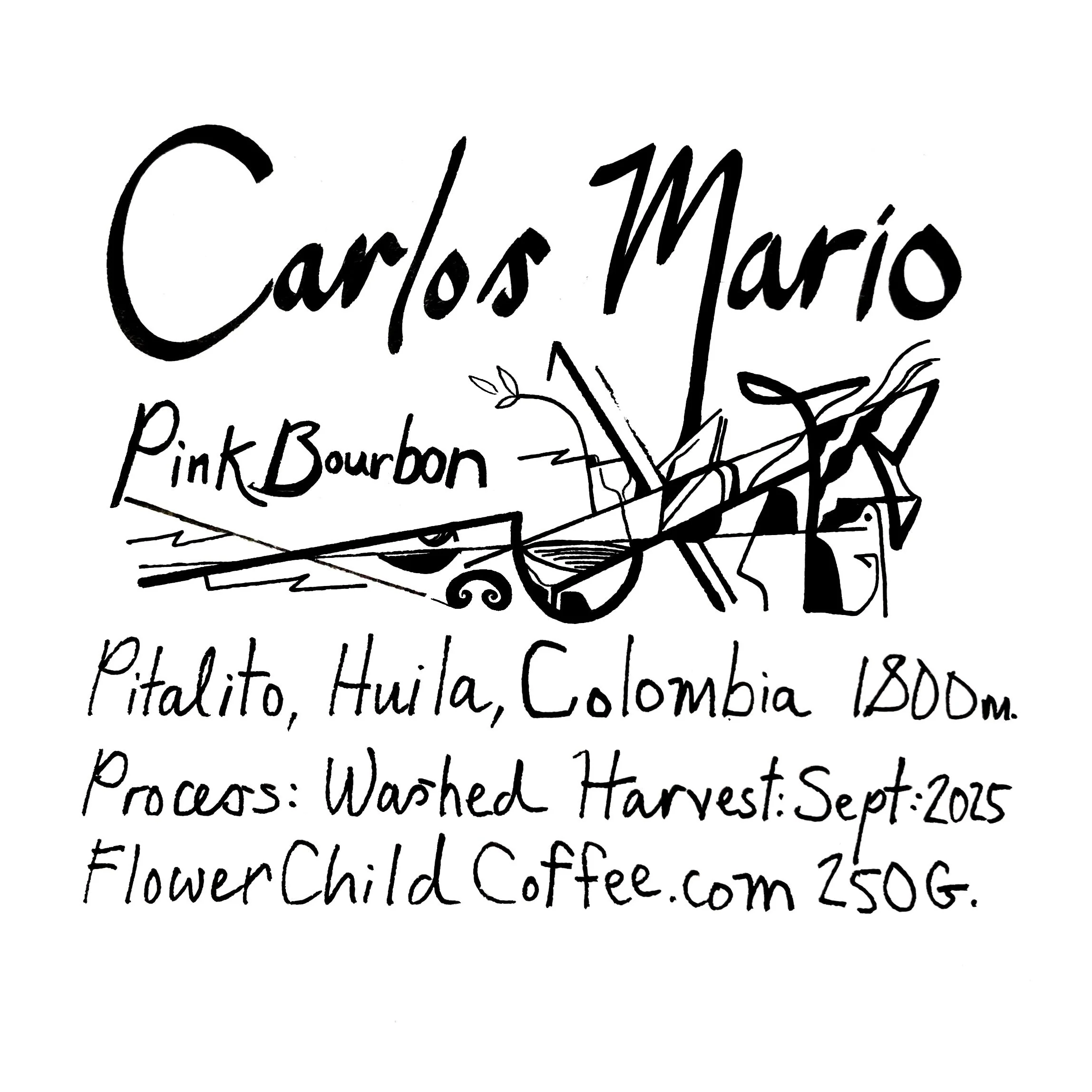 Flower Child - Carlos Mario - Washed Pink Bourbon | Colombia