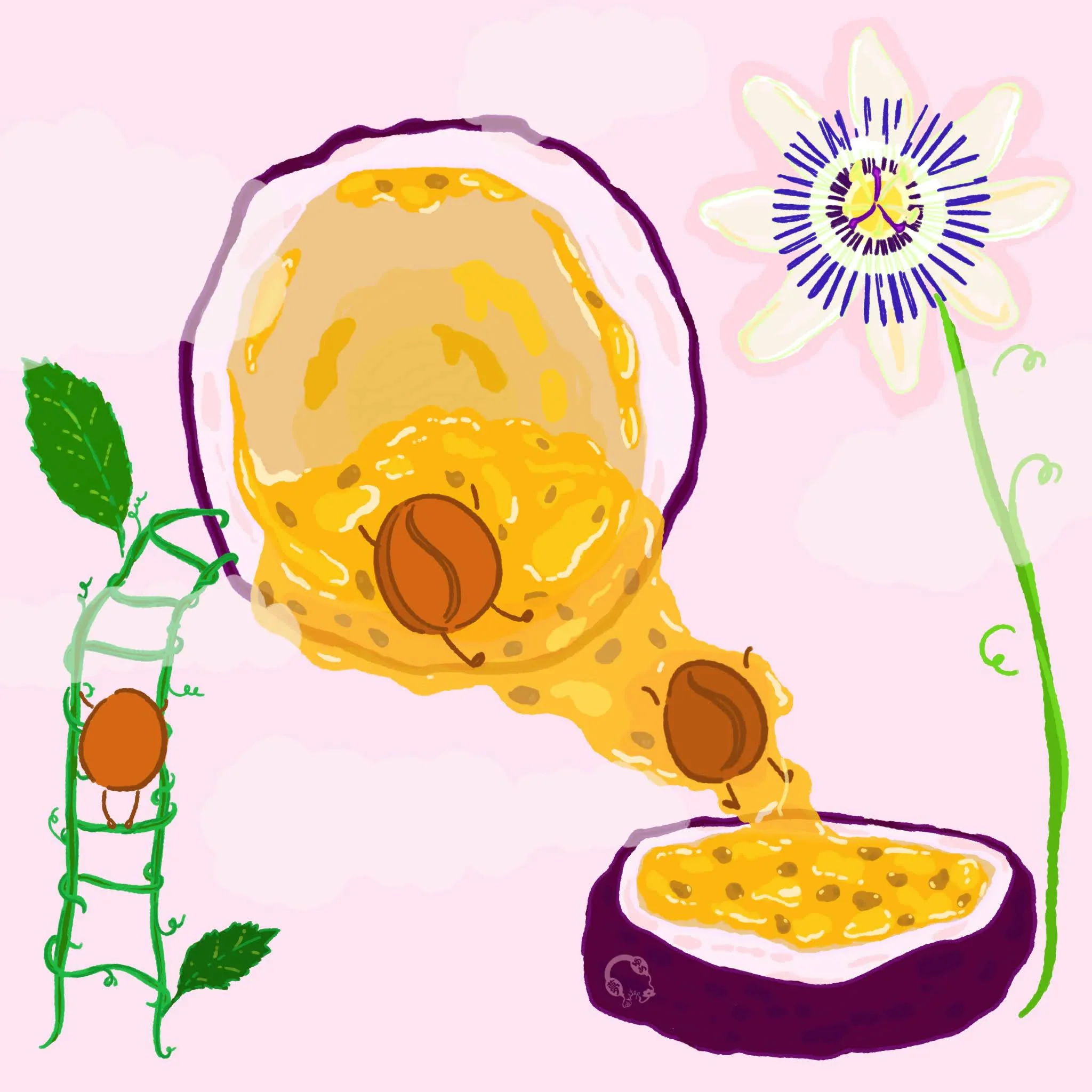 Hydrangea - Purple Caturra, Passionfruit Co-Ferment - Finca Monteblanco