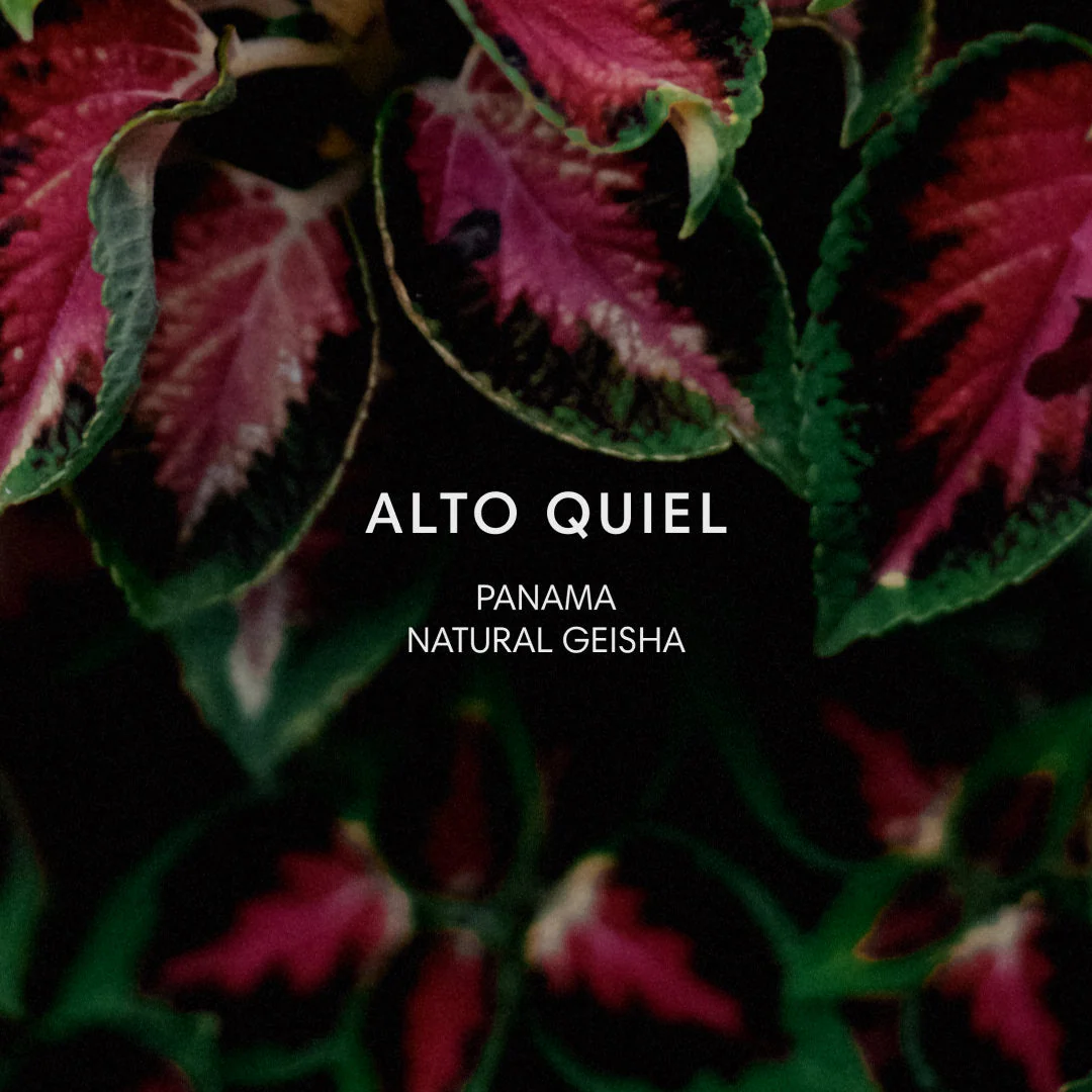 Mazelab - Alto Quiel - Natural Geisha | Panama