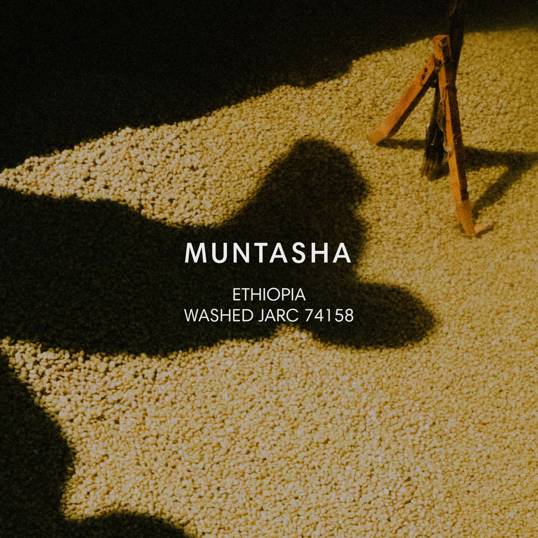 Mazelab - Muntasha Washed - JARC 74158 | Ethiopia