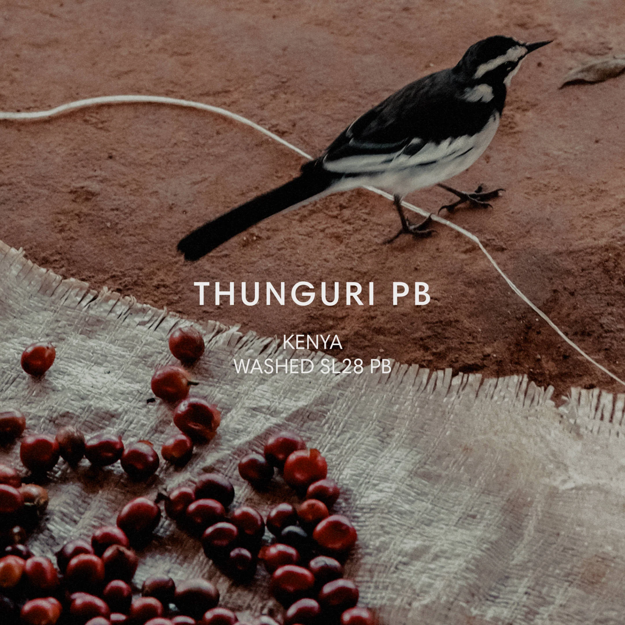 Mazelab - Thunguri PB - Washed SL28 Peaberry | Kenya
