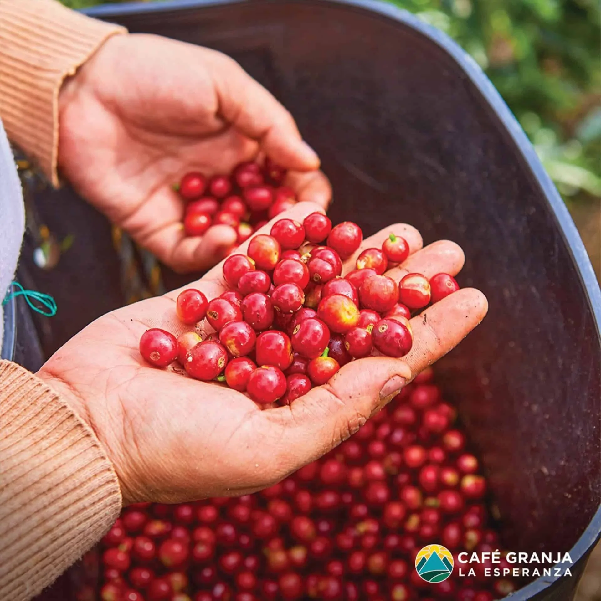 Mirra - Cafe Granja La Esperanza - Sudan Rume | Colombia