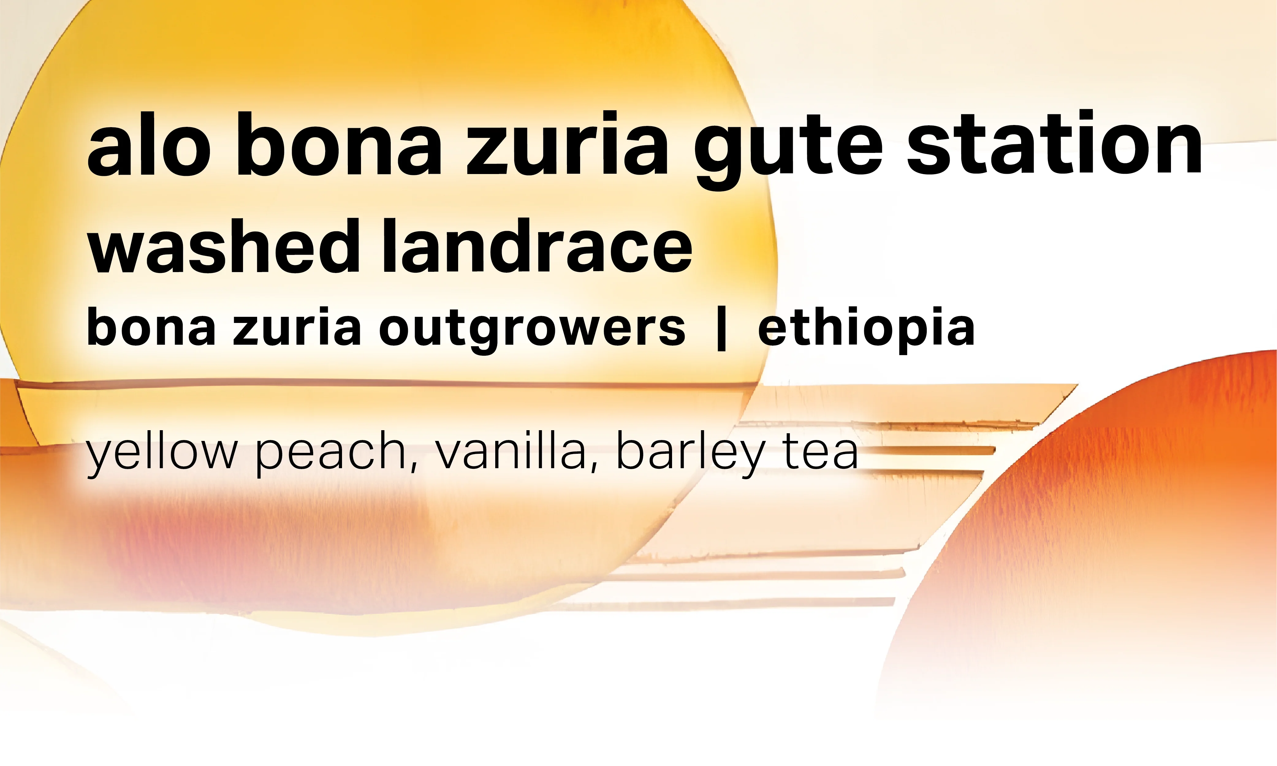Moonwake Coffee Roasters - Alo Bona Zuria Gute Station - Washed Landrace | Ethiopia