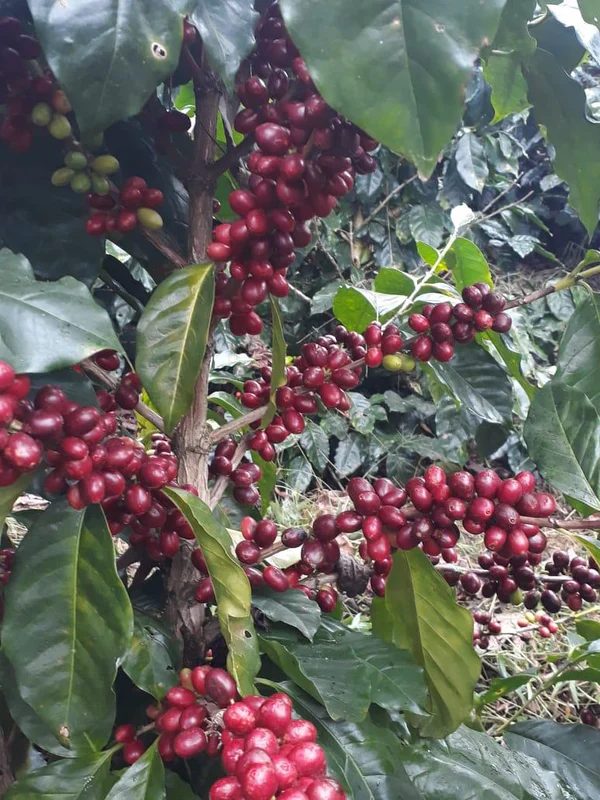 Moonwake - Alexia Mejia Finca Liquidambar - Anaerobic Washed Parainema - Image 4