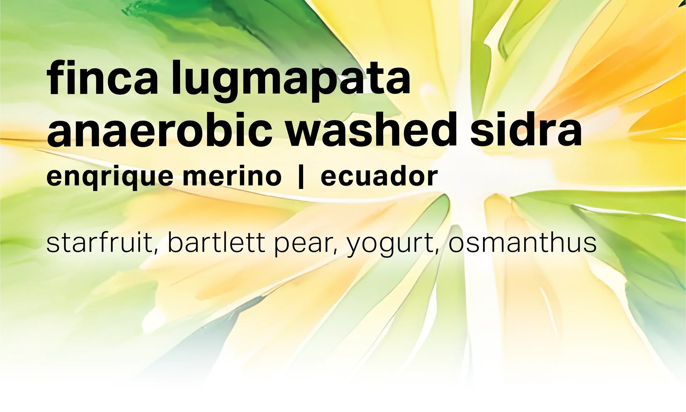 Moonwake - Finca Lugmapata, Anaerobic Washed Sidra | Ecuador