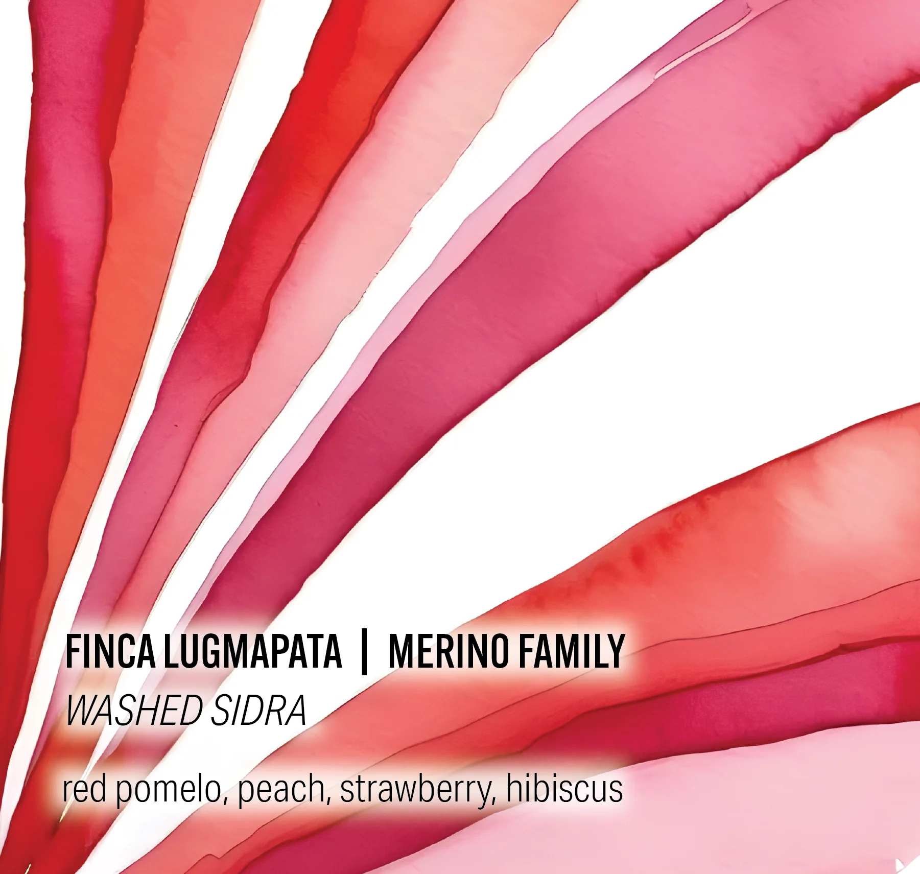 Moonwake Coffee Roasters - Merino Family, Finca Lugmapata - Washed Sidra | Ecuador