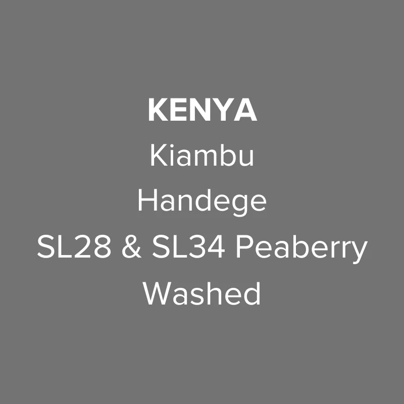 OMA - Handege, SL28 & SL34 Peaberry Washed | Kenya