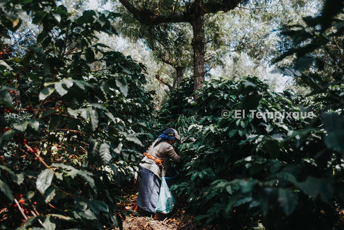 Prodigal - Cup of Excellence Guatemala #7 – Granja El Tempixque, Washed Catuaí - Image 3