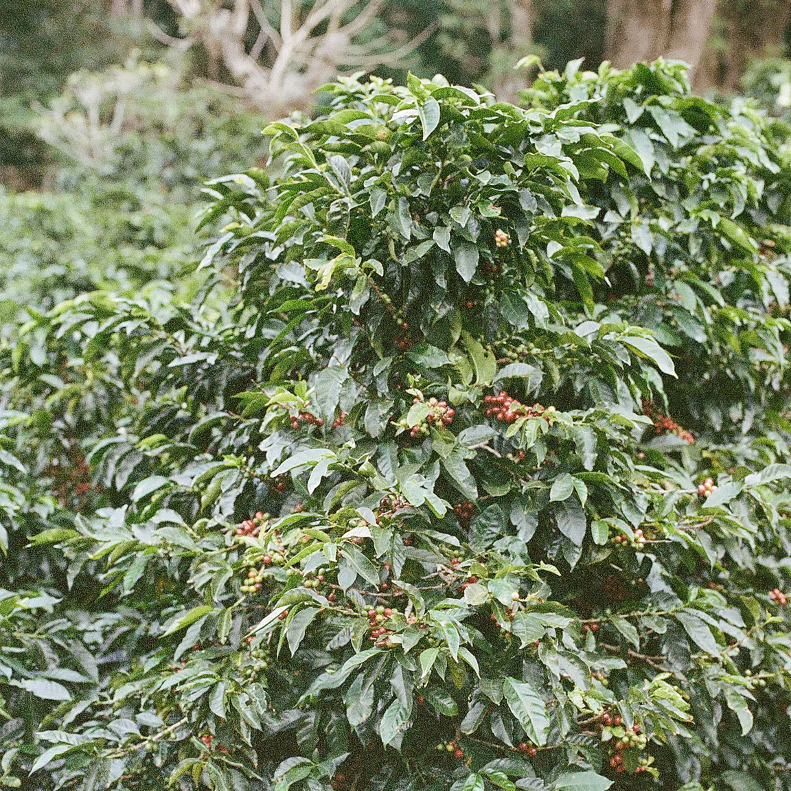 Prolog - Bensa Setamo - Washed Landrace | Ethiopia - Image 2