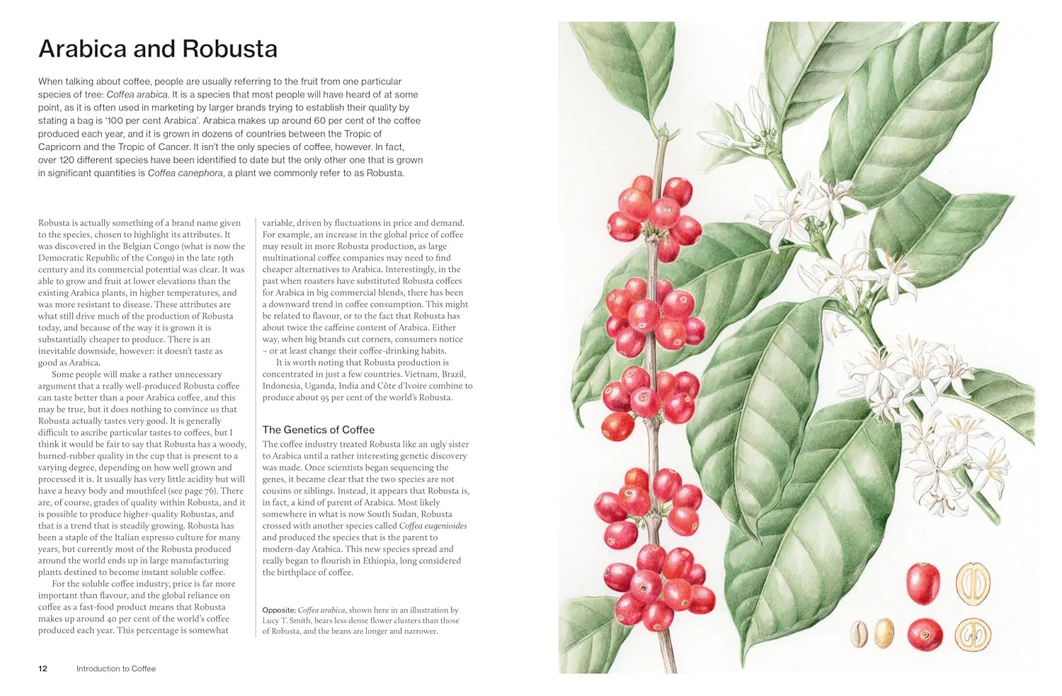 The World Atlas of Coffee 3rd Edition | James Hoffmann - Image 5